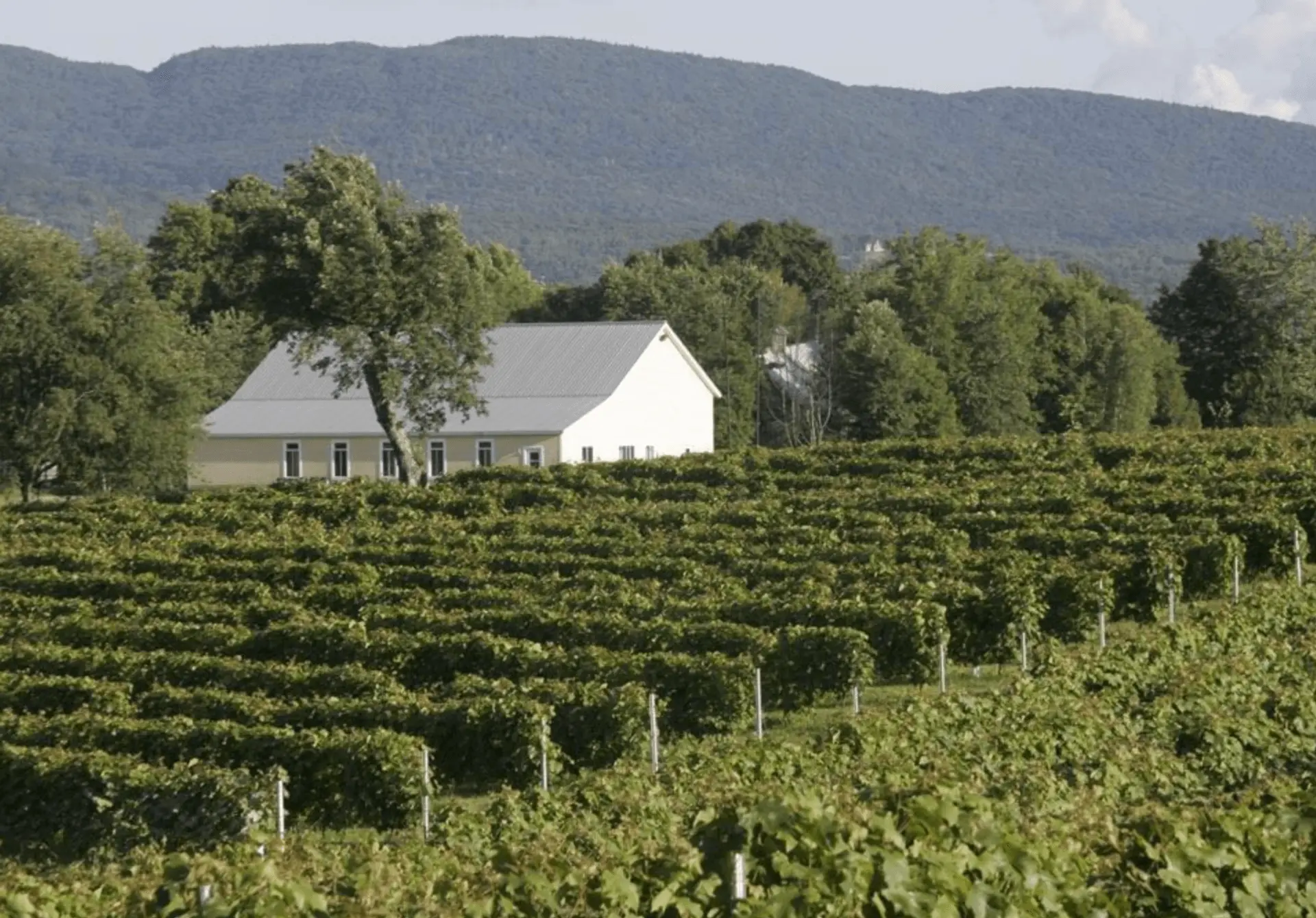 vignoble